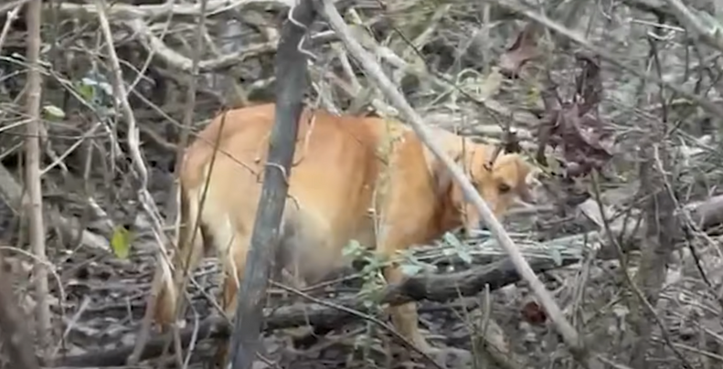 Dog hiding between trees in woods