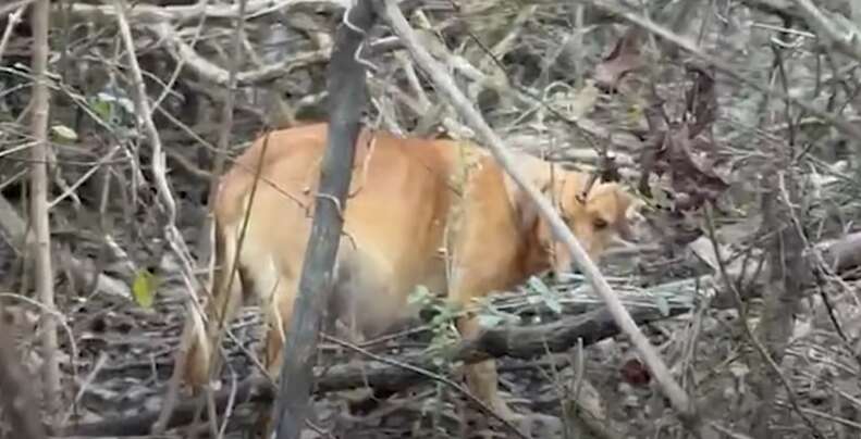 Dog hiding between trees in woods