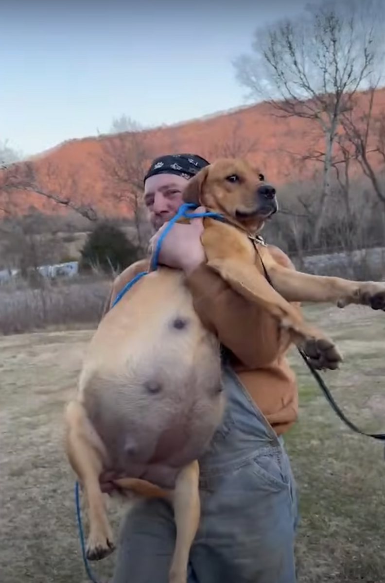 Person carrying heavily pregnant dog