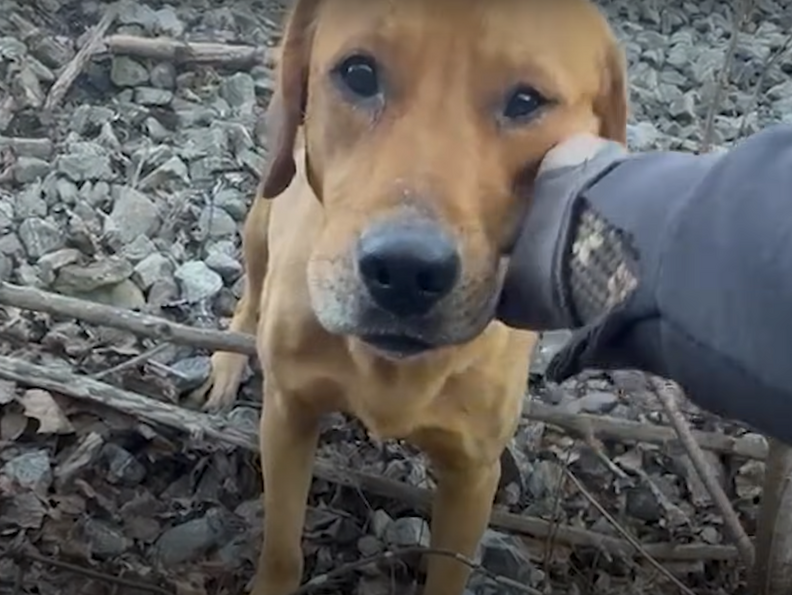 Dog with head in someone's hand