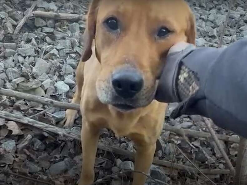 Dog with head in someone's hand
