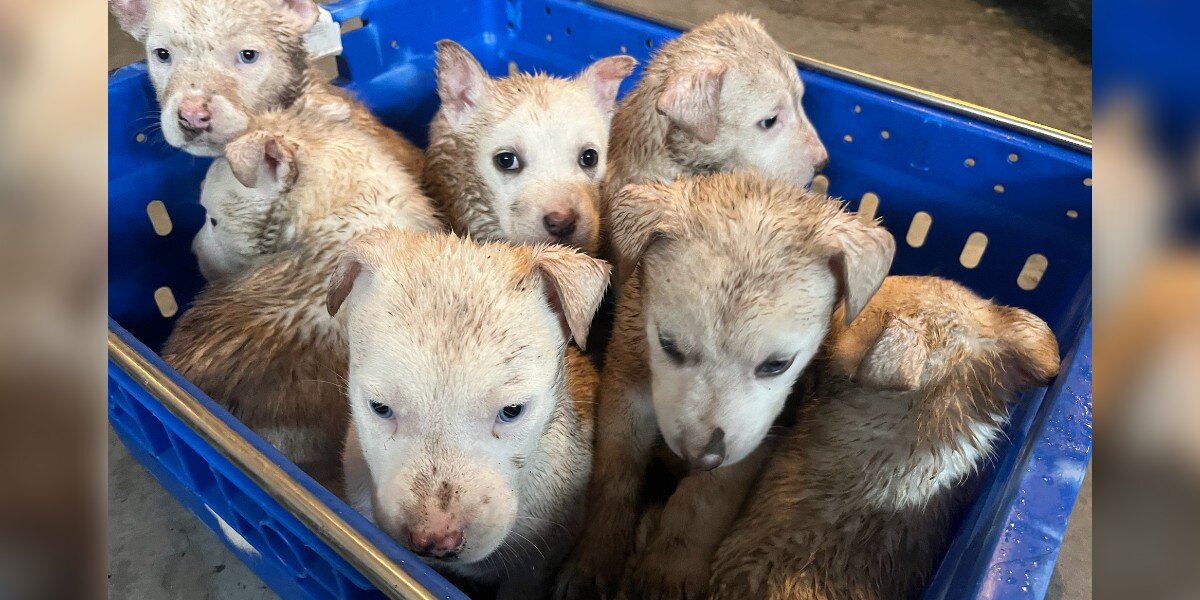 Seven Puppies Huddled In Flooding Basket Wait For Miracle To Come Along