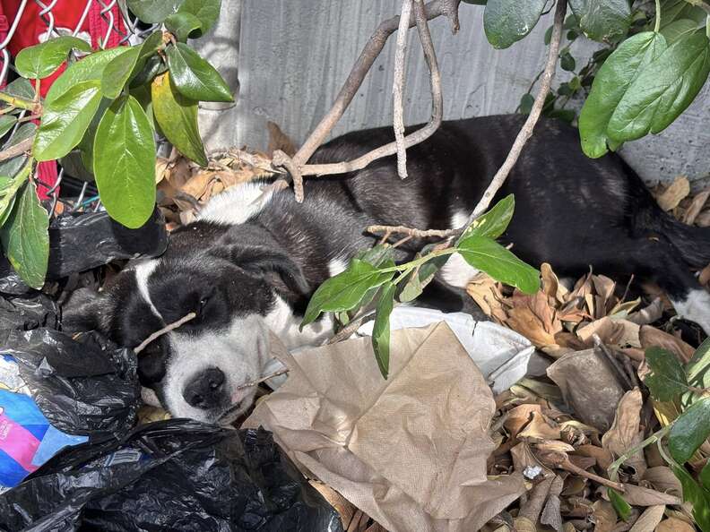 She Slept On A Trash Pile For Days, Hoping Someone Would Stop To Help