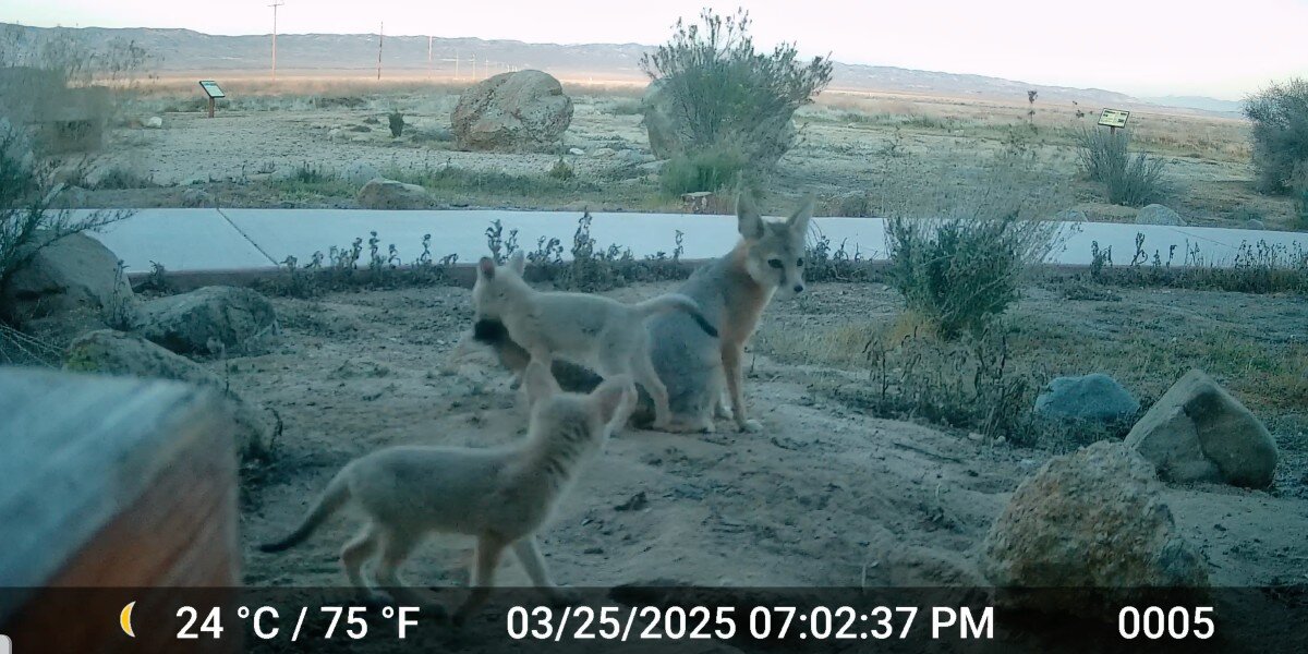 Scientists Capture 'Heartwarming' Video Of Rare Babies Playing With Mom's Tail