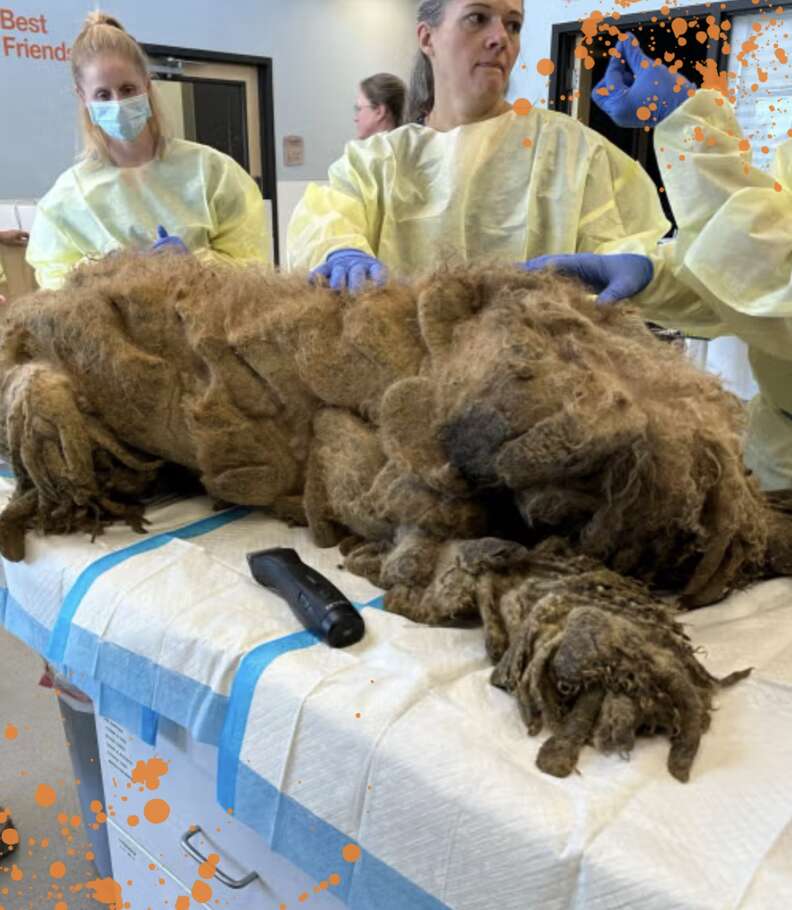 dog with matted fur
