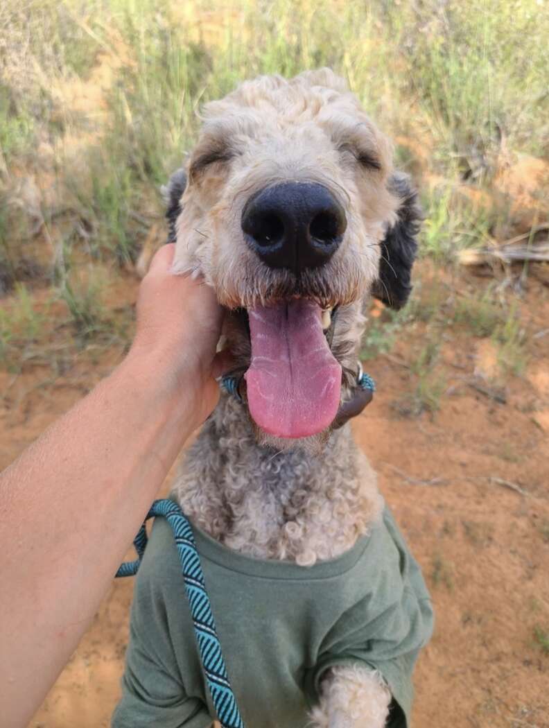 dog on hike