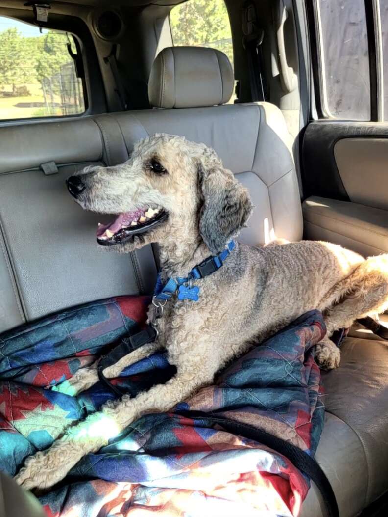 dog in car