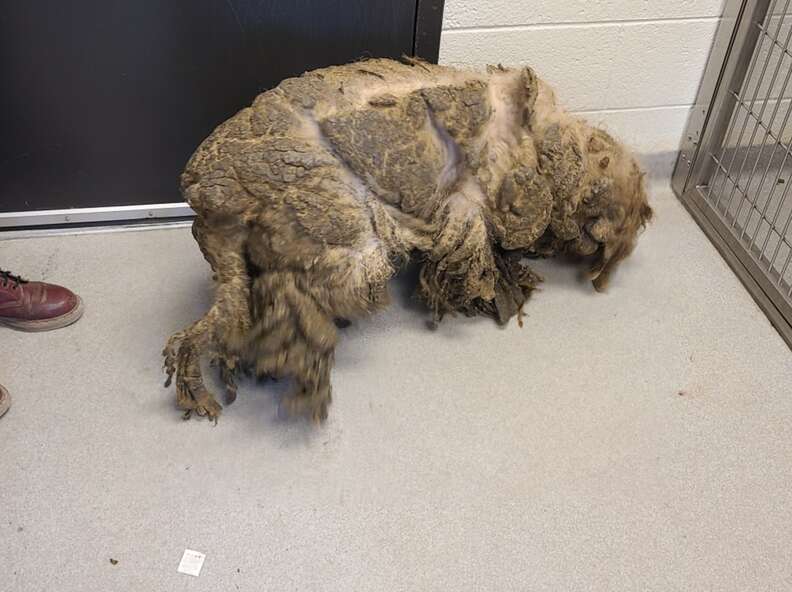 dog with matted fur