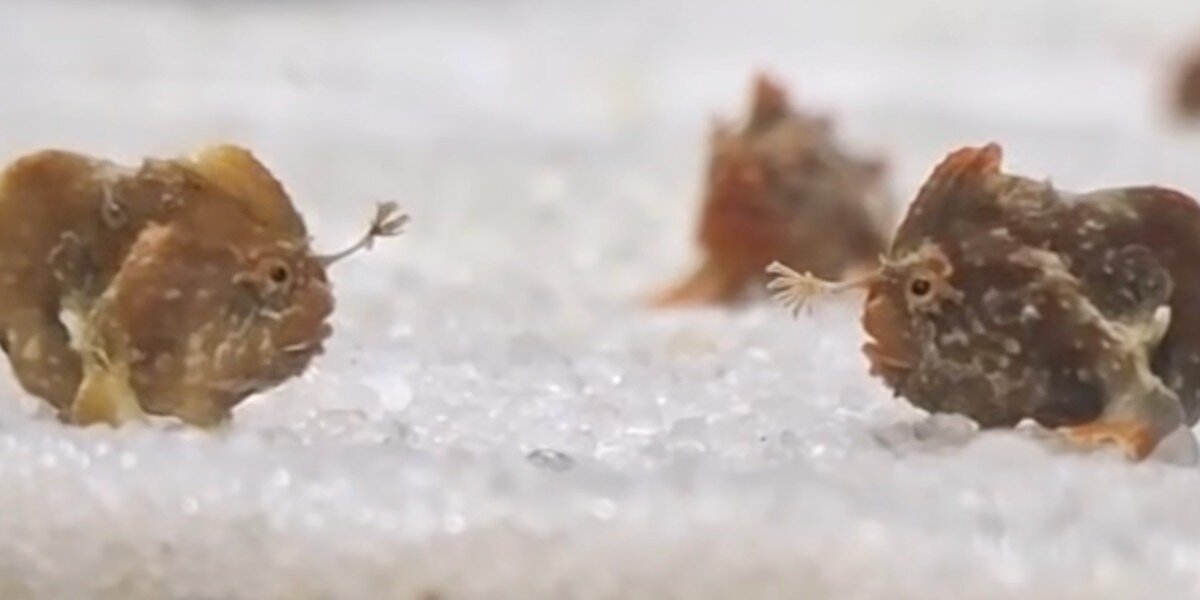 Scientists Capture 'Adorable Little Greeting’ Between Extremely Rare ...