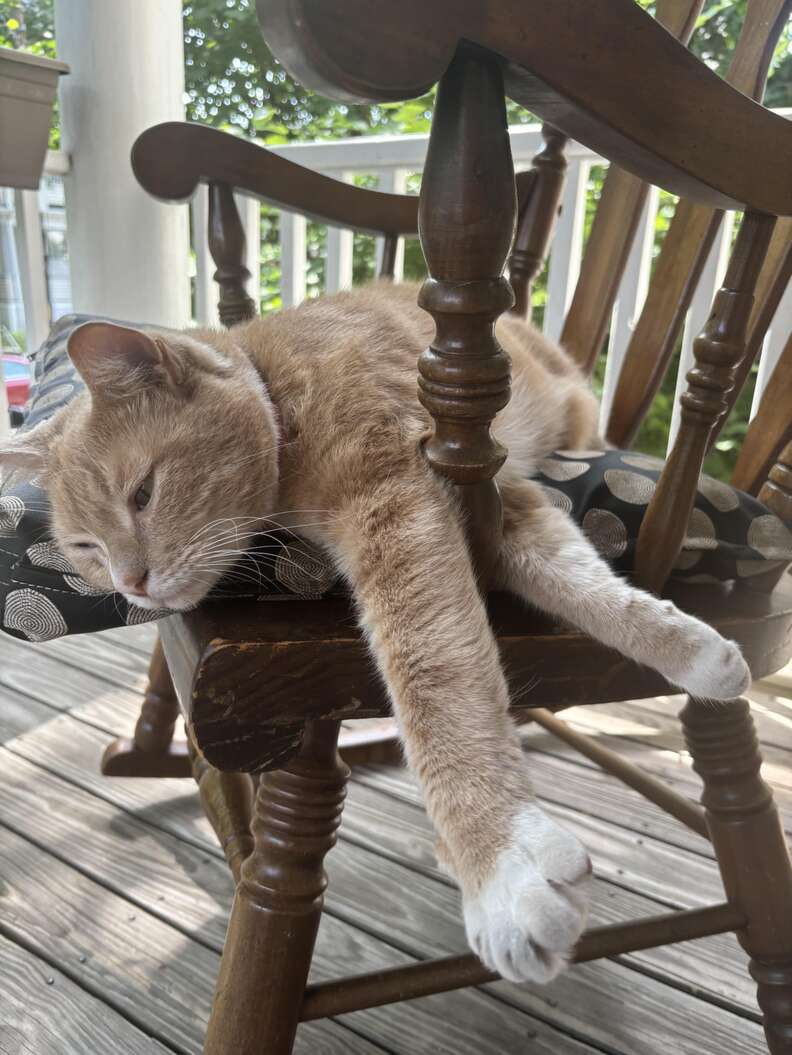 Eli the cat lays on the porch of his Boston house