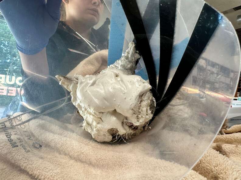 Cat covered in spray foam inusulation