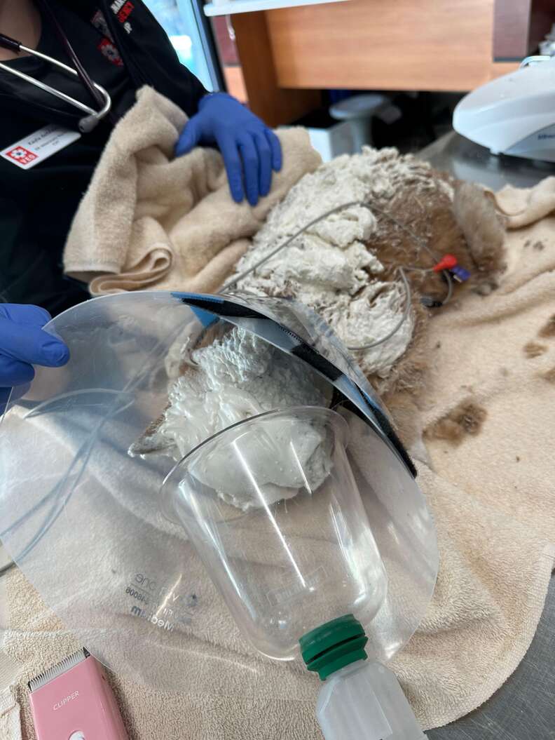 Cat covered in spray foam