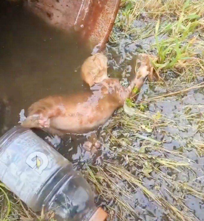 კატა მიწაზე წყლით