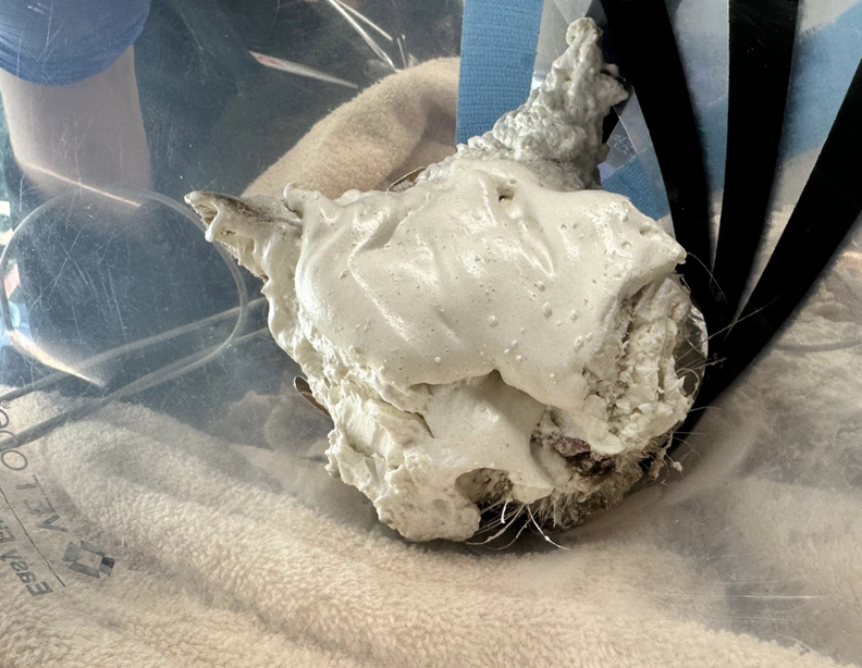 Cat's foam covered face