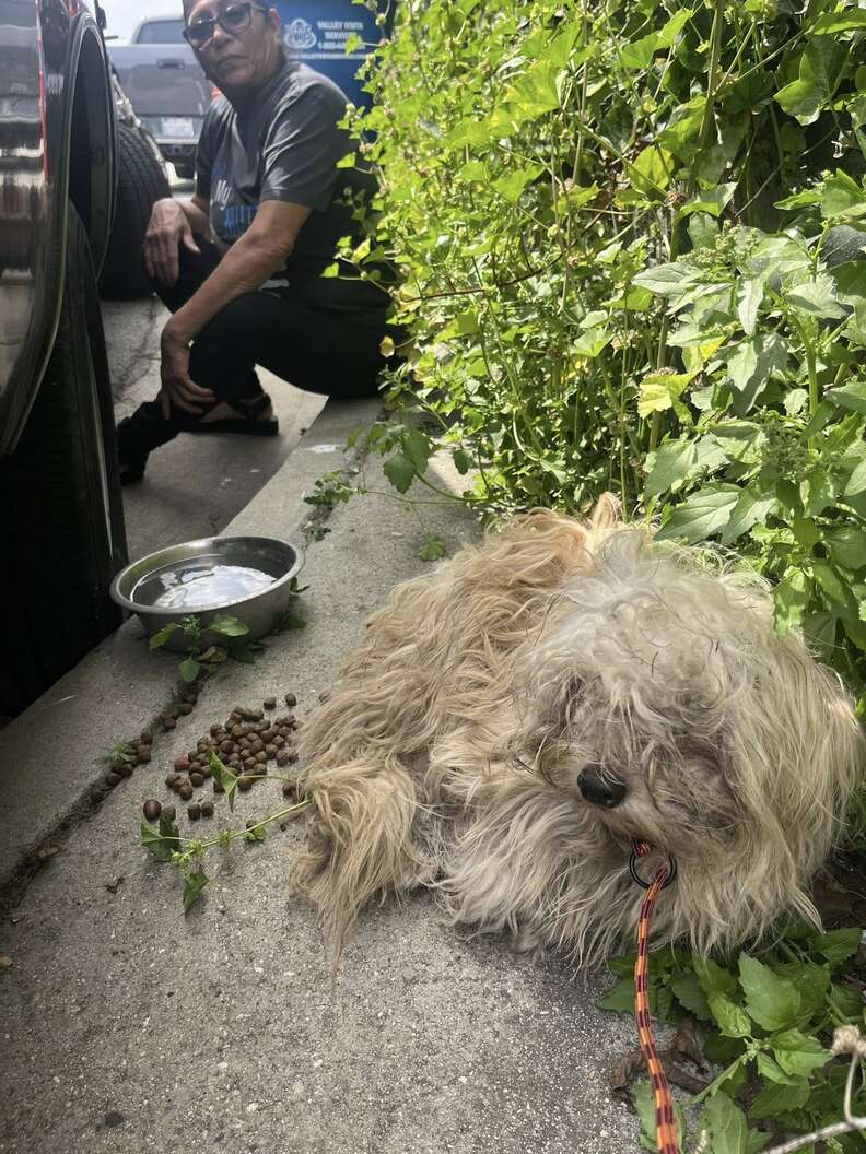 Shaggy Dog Found 'Shaking And Scared' After Earthquake Transforms With Love