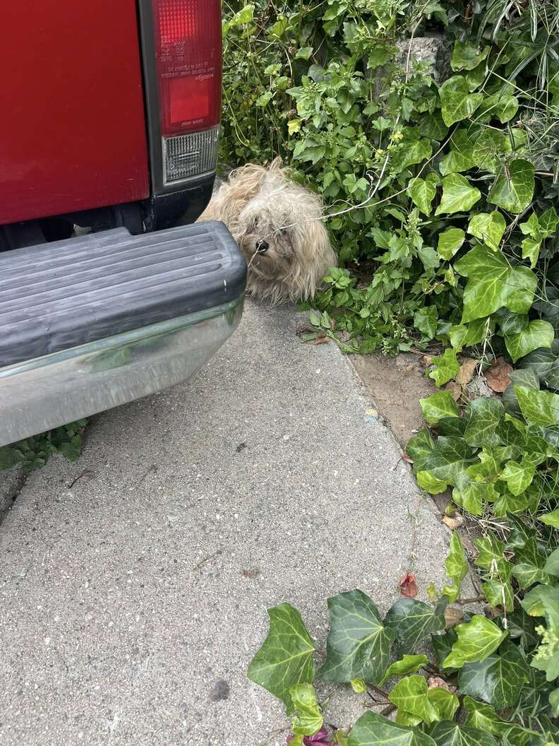 Shaggy Dog Found 'Shaking And Scared' After Earthquake Transforms With Love