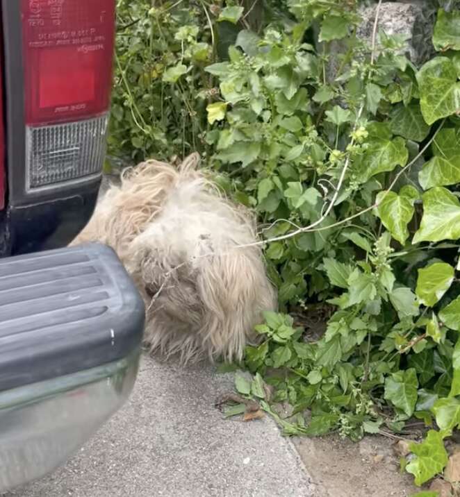 Shaggy Dog Found 'Shaking And Scared' After Earthquake Transforms With Love