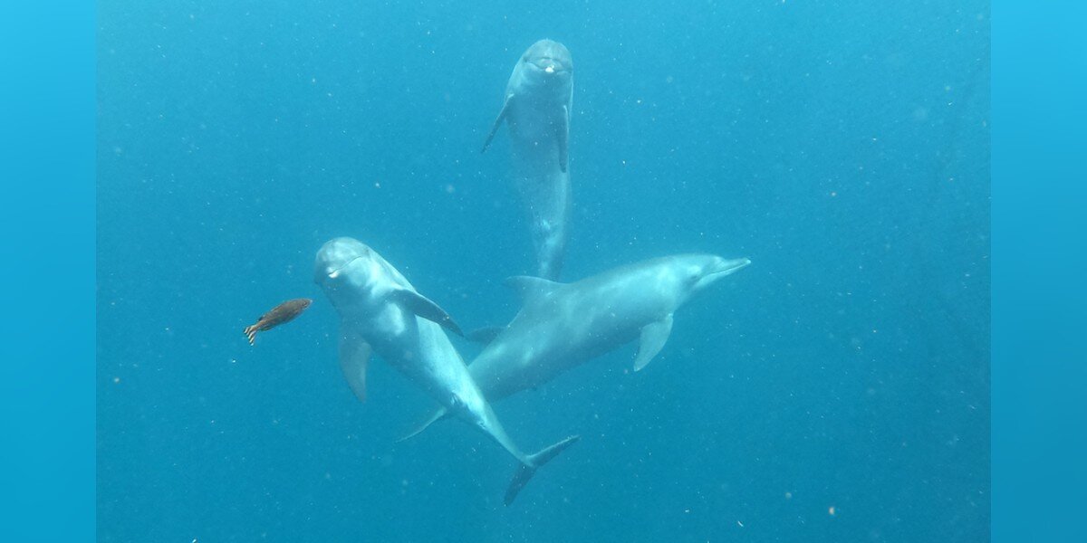 Tears Of Joy As Ex-Circus Dolphins Swim In The Ocean For First Time