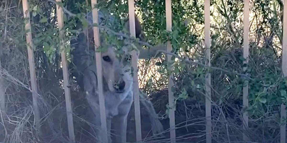 Woman Realizes 'Coyote' Sleeping In Her Yard Is Not What She Seems