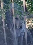Woman Realizes 'Coyote' Sleeping In Her Yard Is Not What She Seems