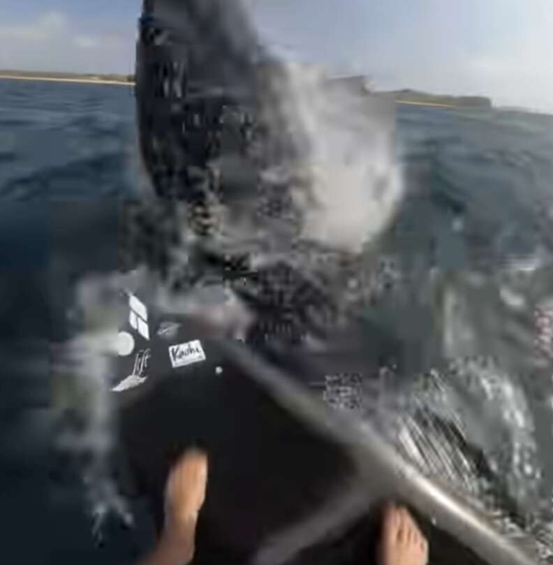 ウミガメ in the ocean