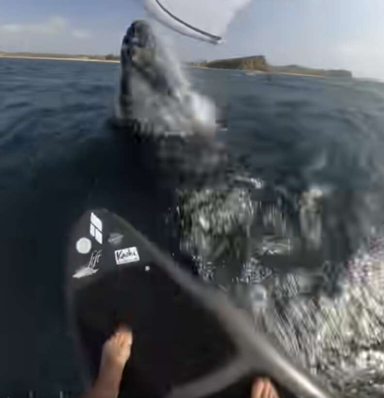 ウミガメ in the water