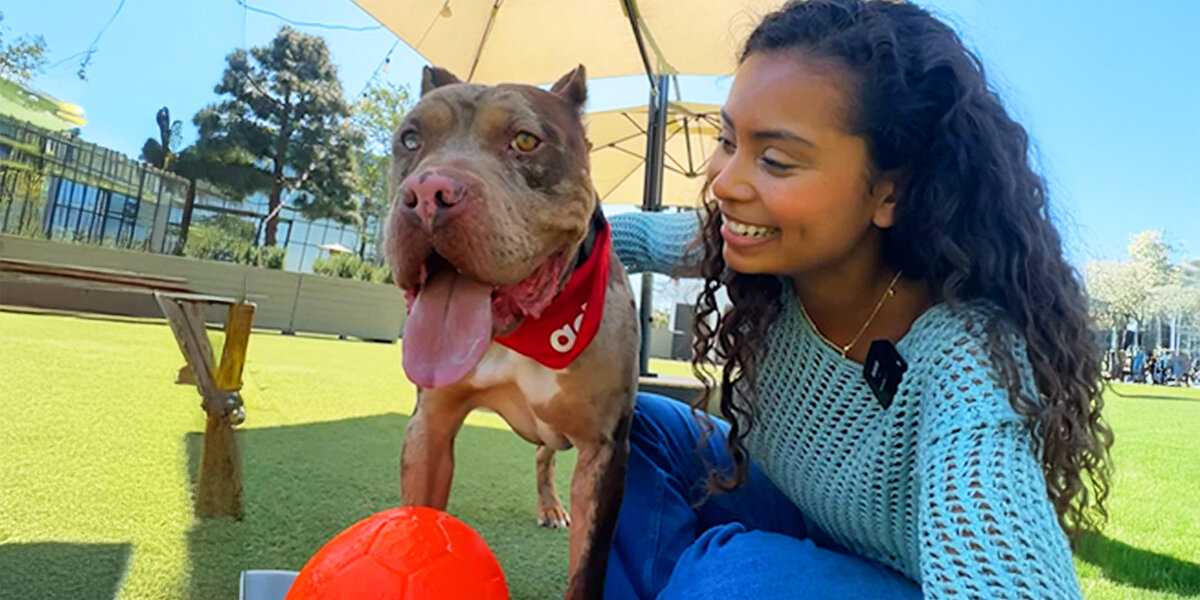 We Rented Out A Luxury Dog Park For A Shelter Dog - Videos - The Dodo