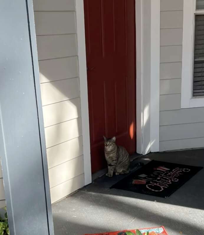 猫がドアの前にいるところ