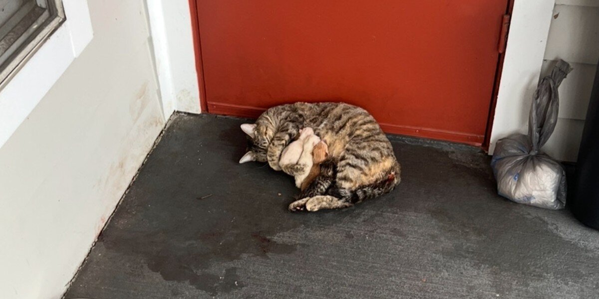 Neighbor Sees Cat Give Birth On Apartment Doorstep — And Saves The Whole Family
