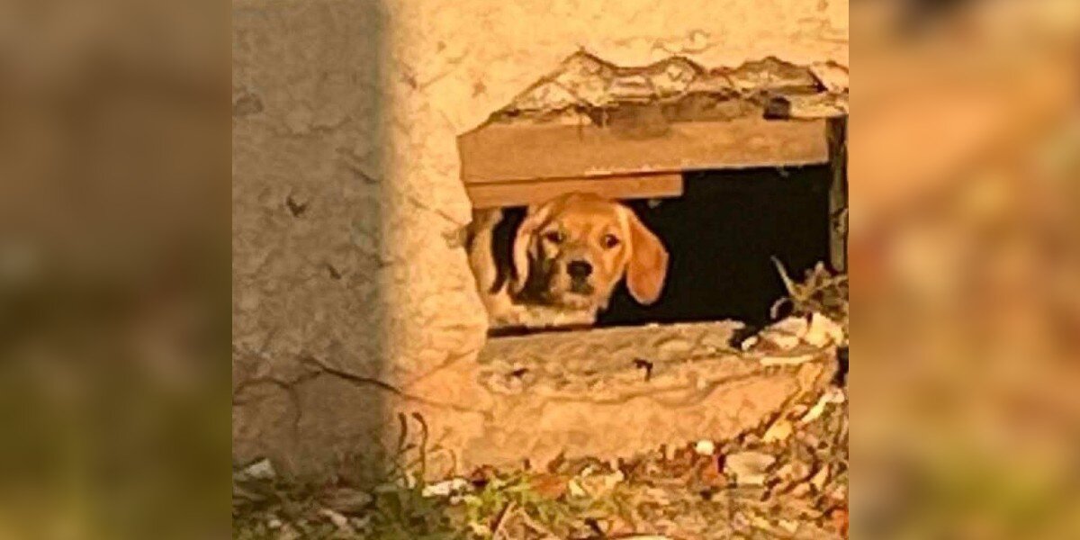 This Construction Zone Was Supposedly Empty — Until A Fluffy Face Appeared