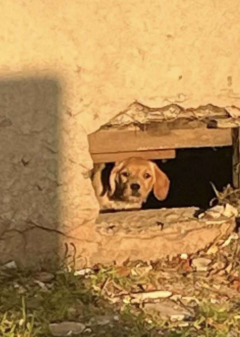小さな子犬
