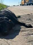 Rescuers Find Injured Dog On Highway — Then Meet Her Loyal Best Friend