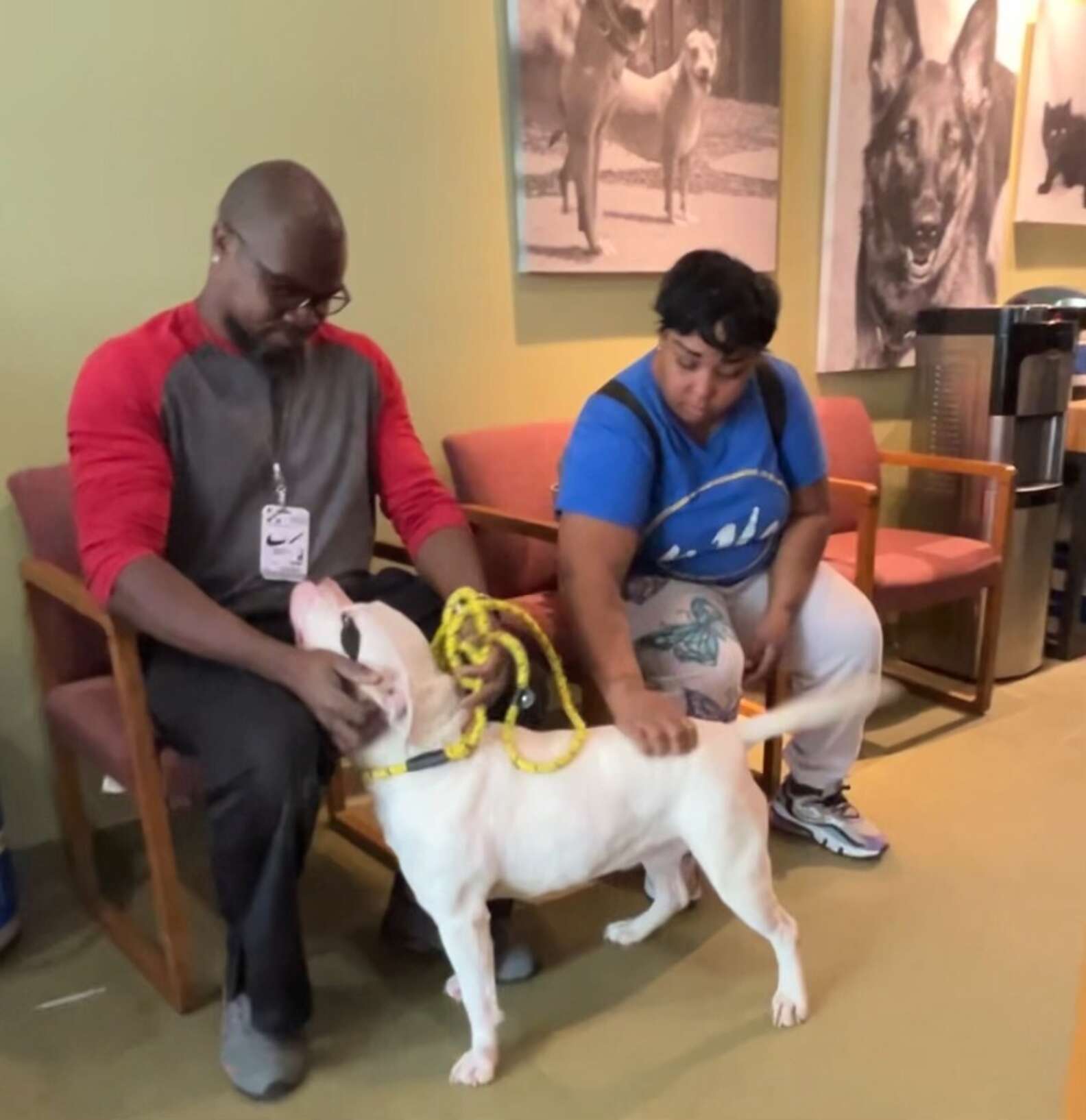 Stray Rescue of St. Louis