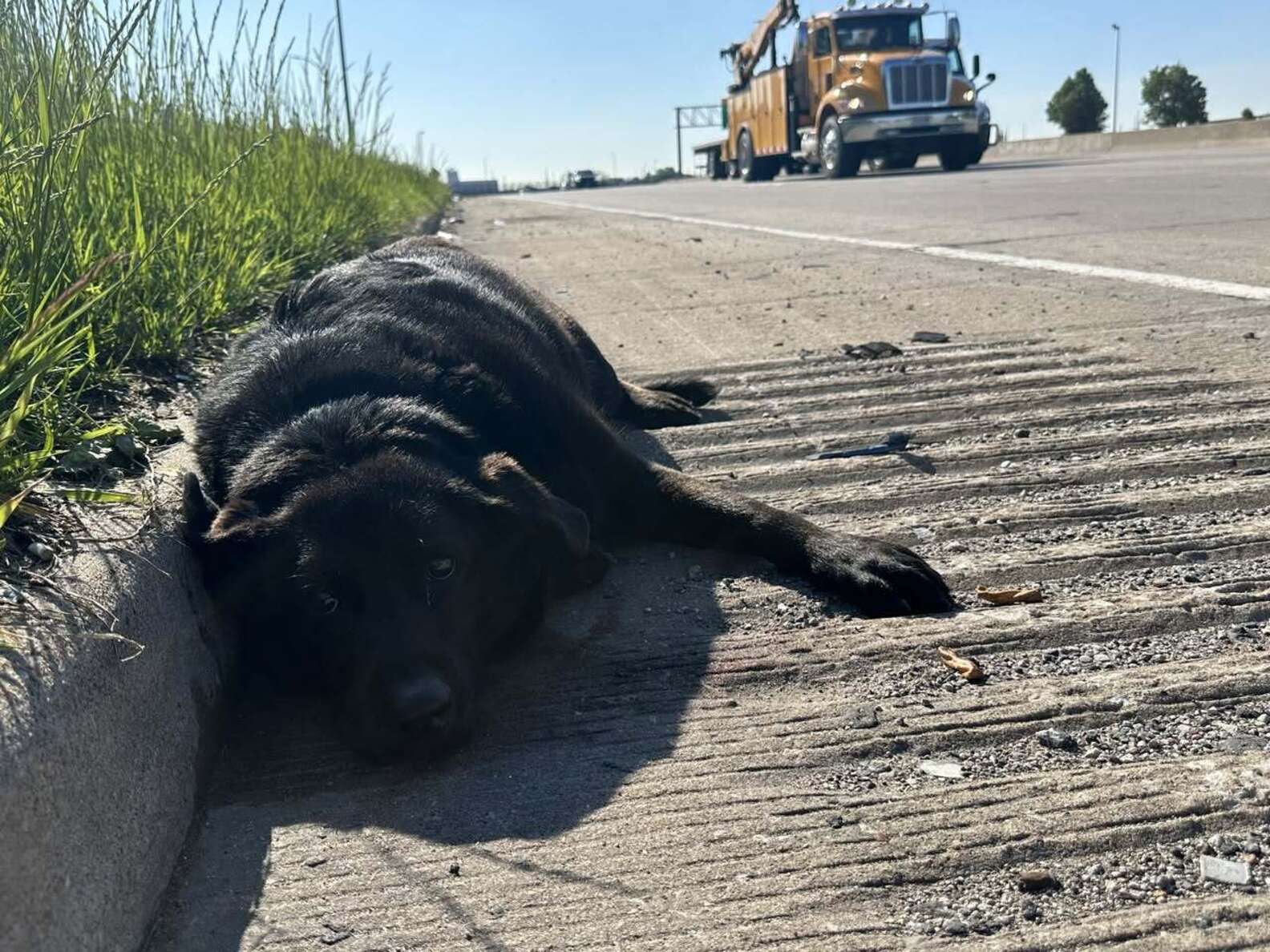 Dog Guards Injured Best Friend On Busy Highway — And Refuses To Let Her Face It Alone