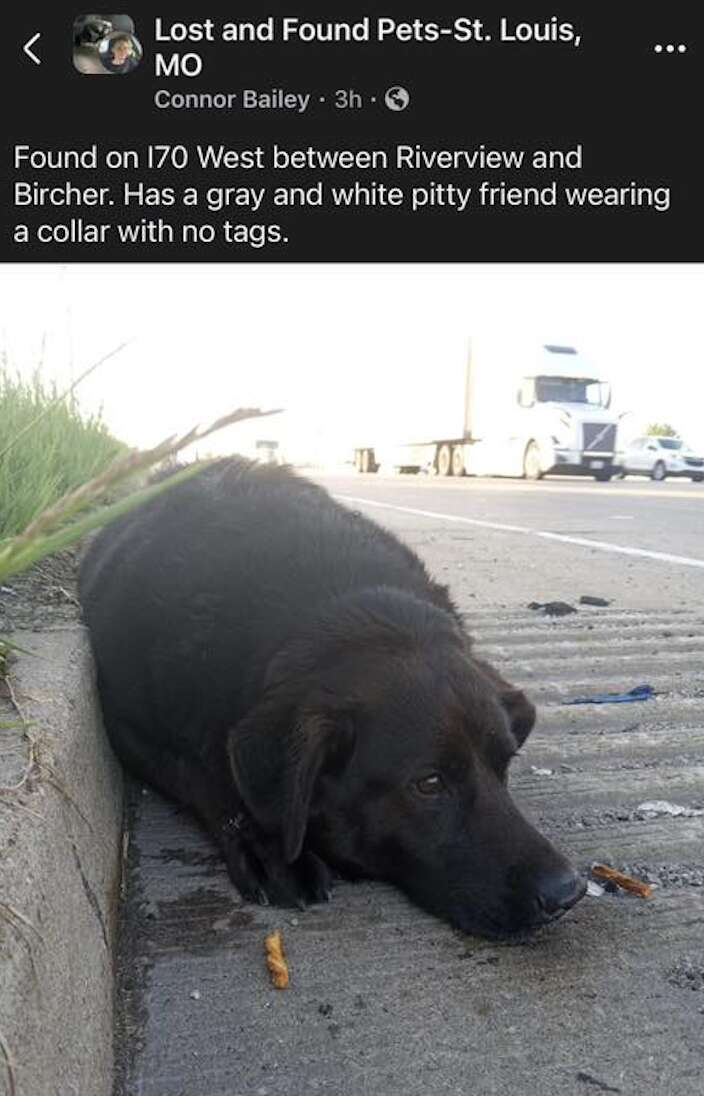 Rescuers Find Injured Dog On Highway — Then Meet Her Loyal Best Friend