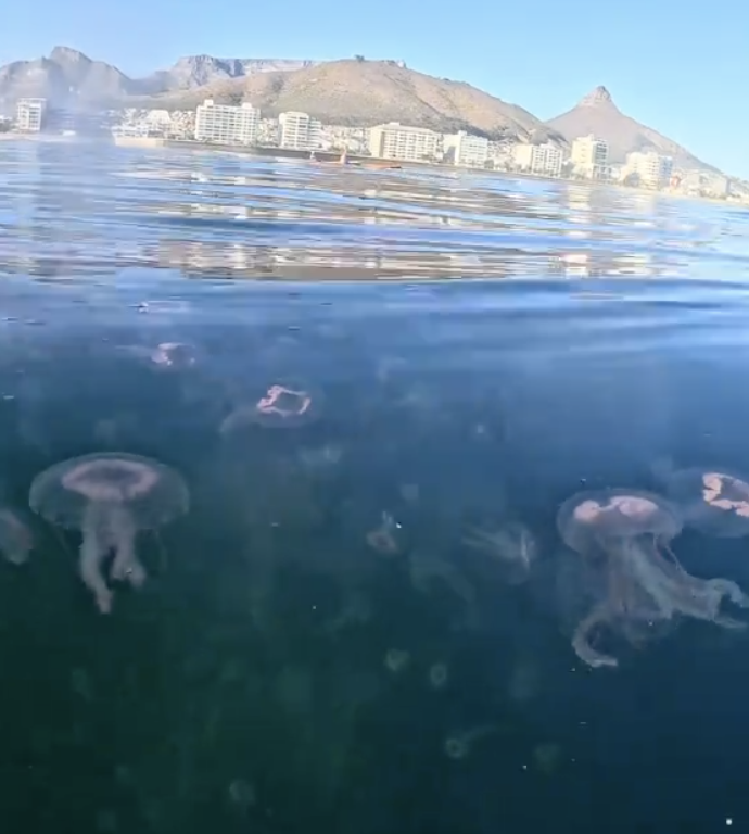 Jellyfish