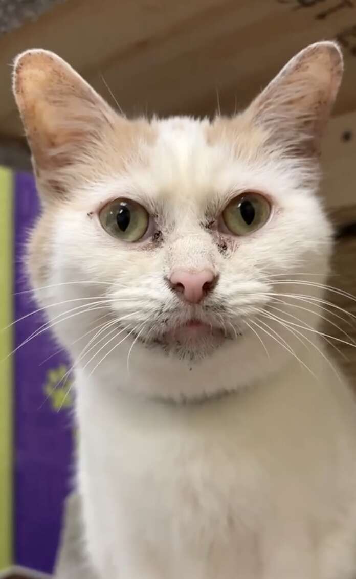 cat with unique markings
