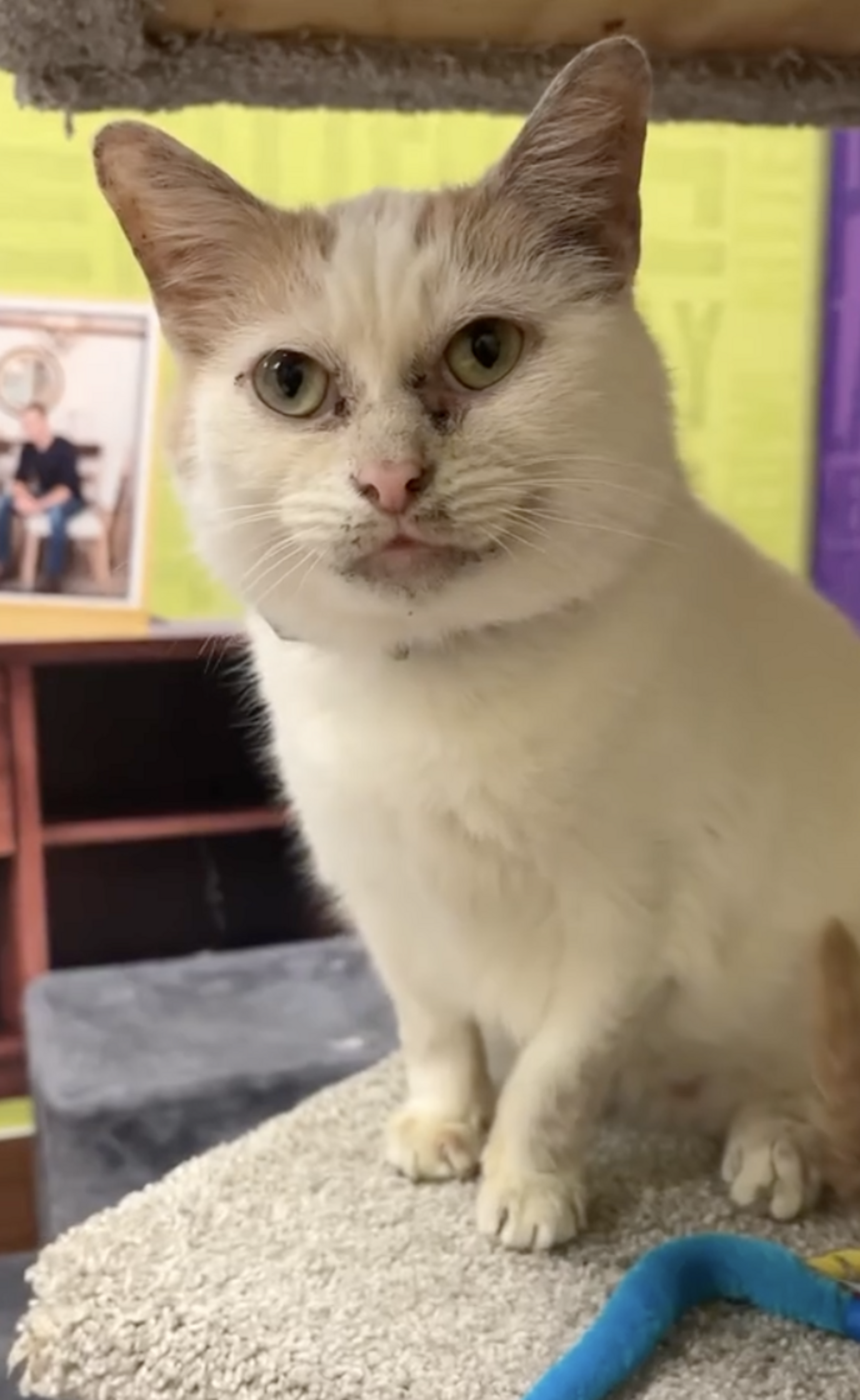 No One Wants To Adopt Uniquely-Patterned Cat Because They Think He's ...