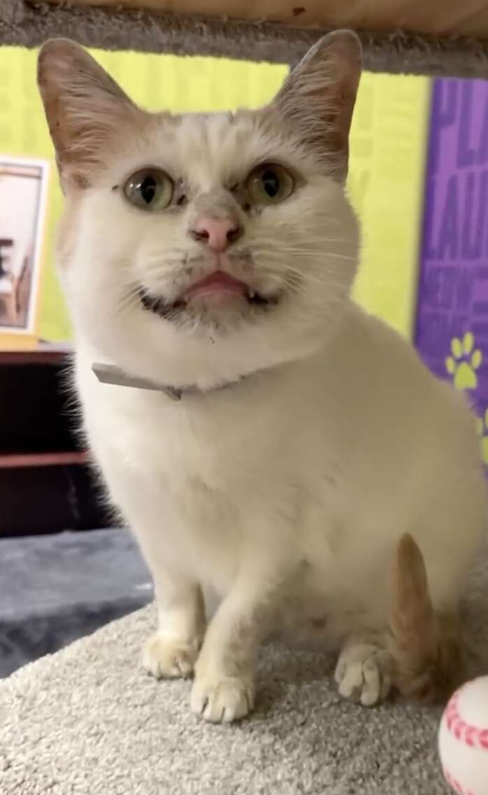 white and orange cat