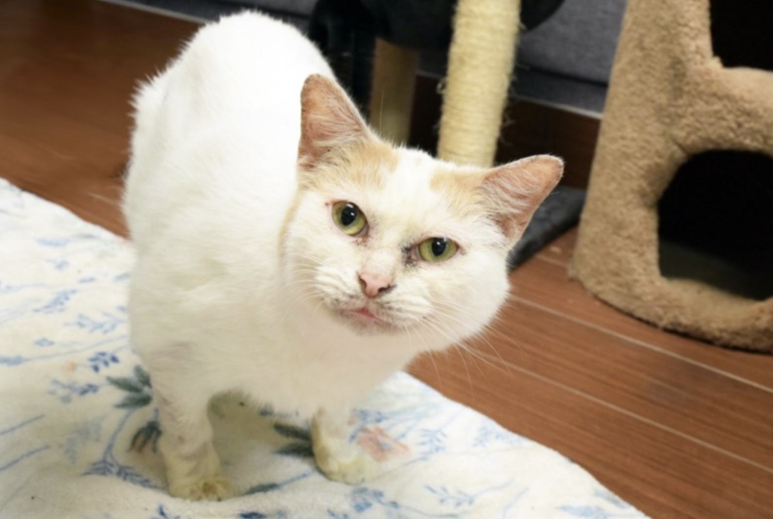 No One Wants To Adopt Uniquely-Patterned Cat Because They Think He's ...