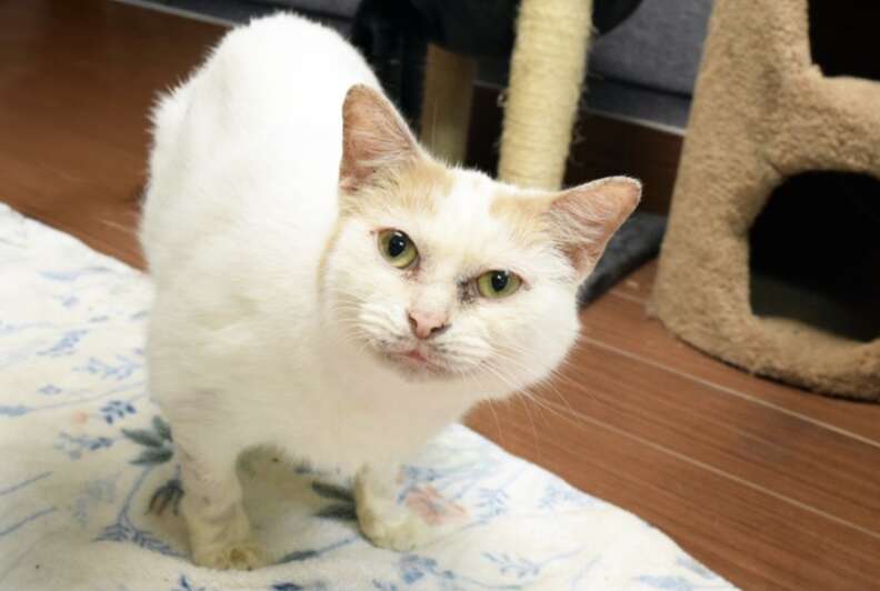 white and orange cat