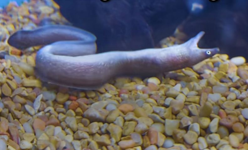 Upside down eel