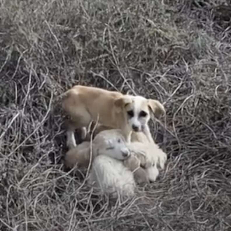 puppies in grass