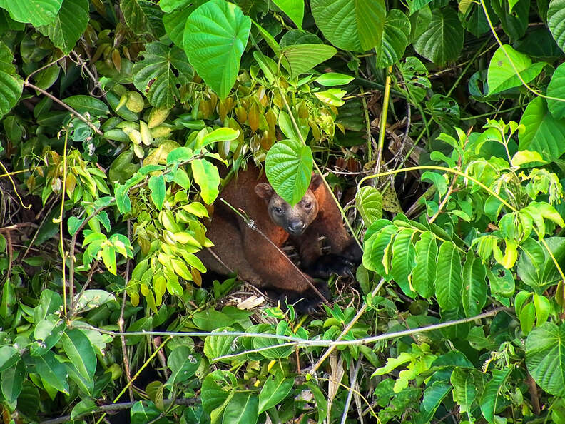 tree kangaroo