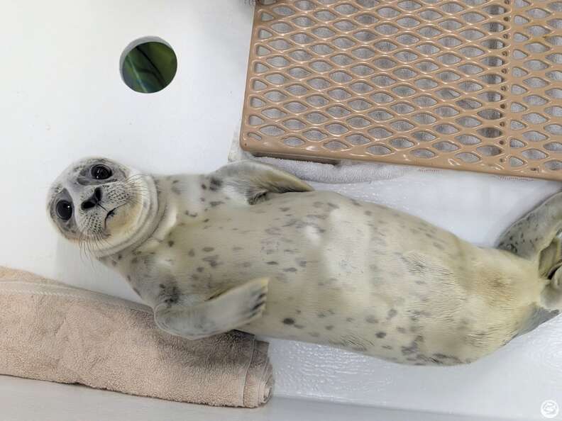 不安がるアザラシの赤ちゃん