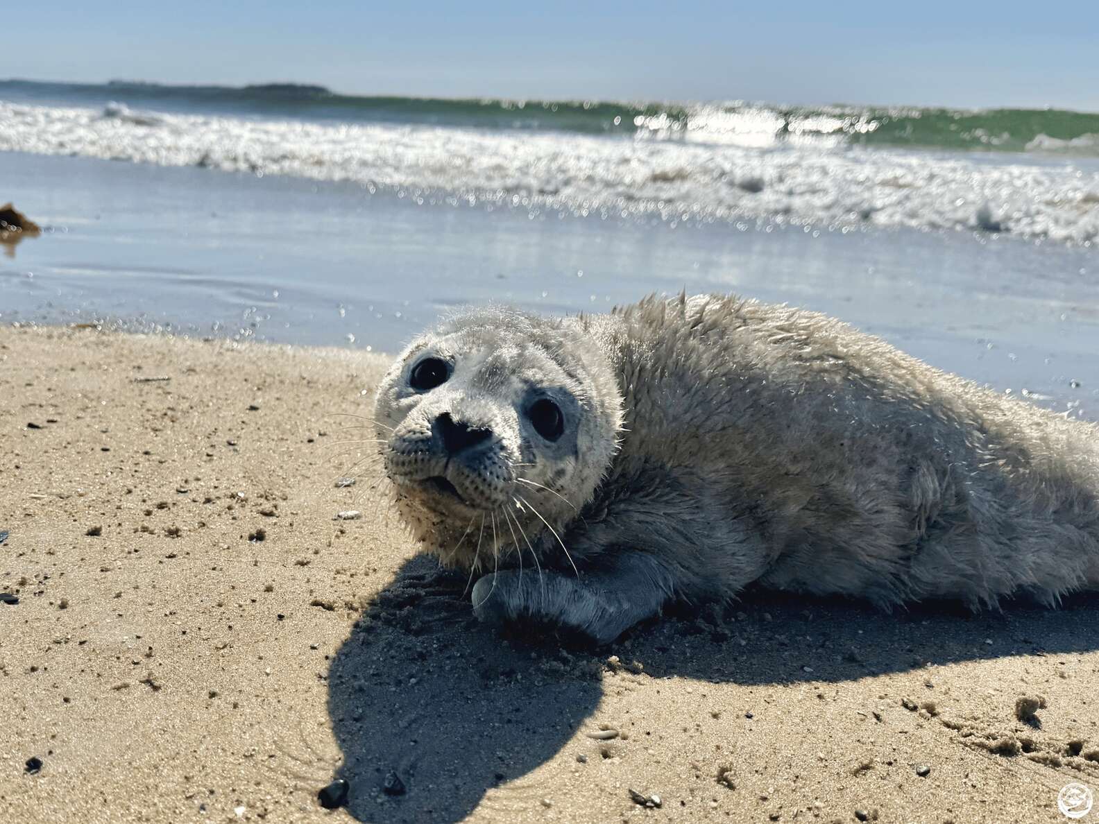 Rescuers Find Tiny White-Furred Seal Pup On Beach — And Realize He’s A Miracle In Disguise