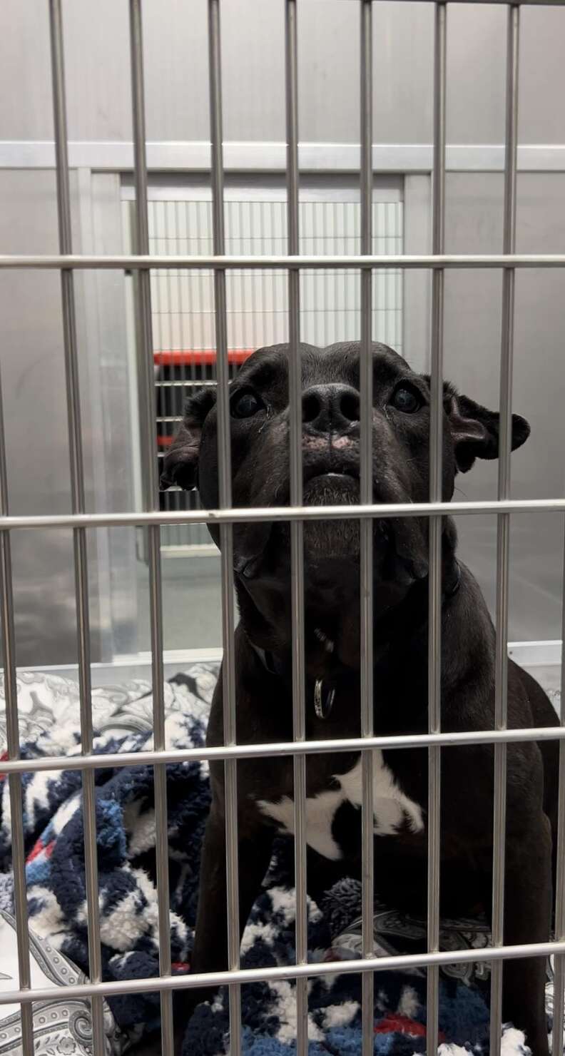 Shelter Dog Cries Day And Night After Losing The Only Home She's Ever Known