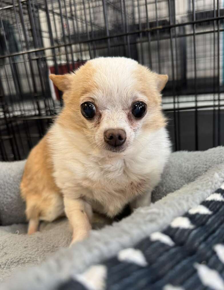 small chihuahua