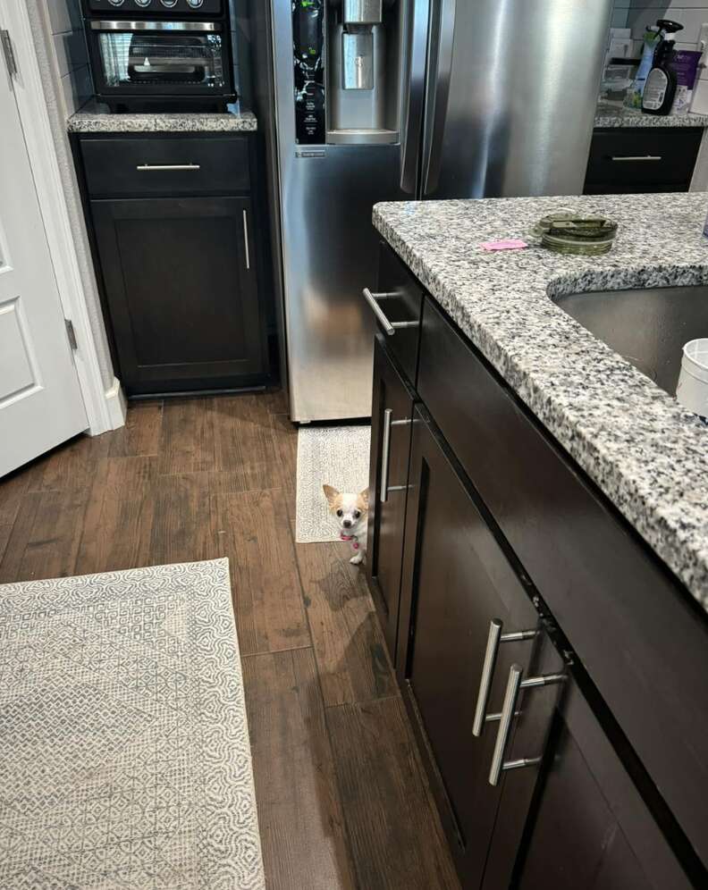 Small chihuahua behind kitchen island