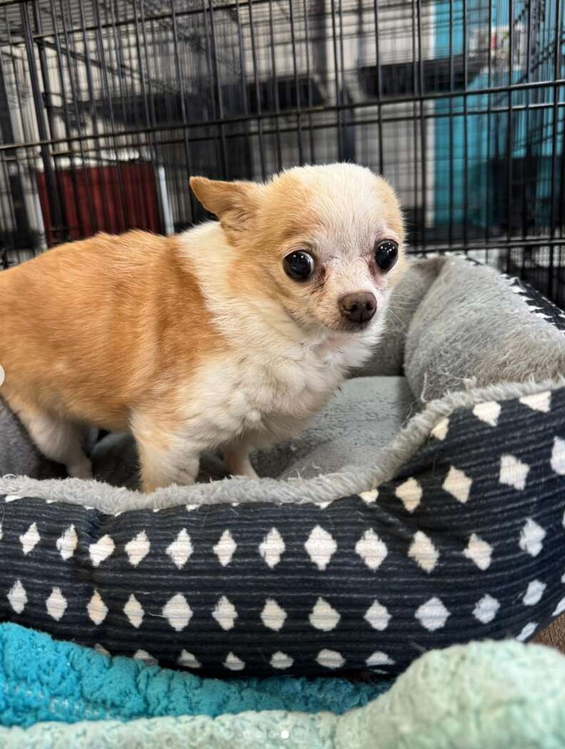 chihuahua in bed